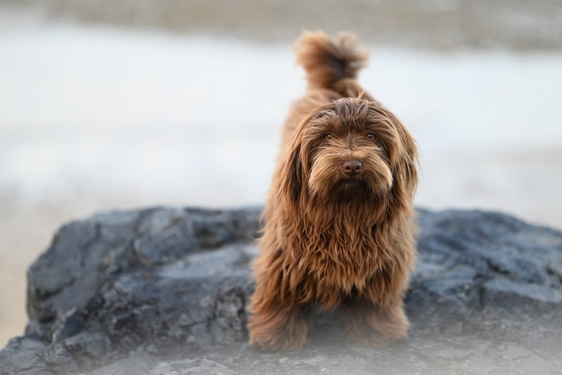 Dog Image